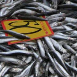 Tezgahlar şenlendi! Edirne'de hamsinin kilosu 50 liraya d&uuml;şt&uuml;