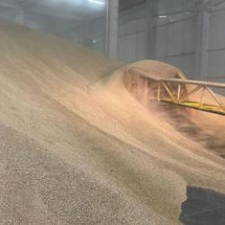 TMO, stoklarındaki buğdayı satışa sundu