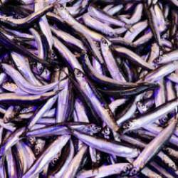 Trabzon'da ramazanda balığa olan ilgi devam ediyor