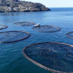 T&uuml;rk somonu d&uuml;nyaya a&ccedil;ılıyor: Rusya, Japonya, G&uuml;ney Kore ve İspanya'ya gidiyor