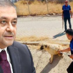 Vali resmen duyurdu! Bir b&uuml;y&uuml;kşehrimizde tek bir sokak k&ouml;peği dahi kalmadı