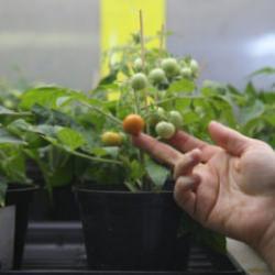 Koloni planlarına T&uuml;rk imzası: Ay ve Mars toprağında domates yetişti!