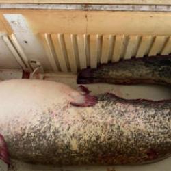 98 kilogram ağırlığında: Dev yayın balığı tezgahta ilgi odağı oldu