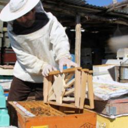 Amasya'da ilgin&ccedil; se&ccedil;im: Kazananı arılar belirleyecek