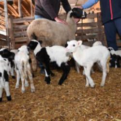 Besici g&ouml;rd&uuml;ğ&uuml; manzarayla bayram etmişti: 9 doğuran koyuna ziyaret