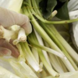 Ağzına alır almaz fenalaştı: Pazı diyerek aldığı ot zehirli &ccedil;ıktı 