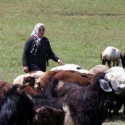 &Ccedil;ift&ccedil;iler hayvancılığa destek projesinden memnun!