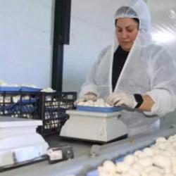 Devlet desteğiyle başladığı işte 60 ton &uuml;retim yapıyor: Bulunmaz bir nimet