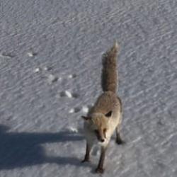Dron &ouml;yle bir g&ouml;r&uuml;nt&uuml; kaydetti ki! İzleyen g&uuml;zelliğine doyamadı
