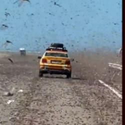 Fas'ta milyonlarca &ccedil;ekirge otoyolu istila etti