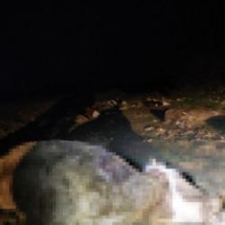 Kırşehir'de bulunan 13 cansız hayvan jandarmayı harekete ge&ccedil;irdi