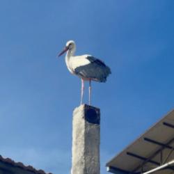 Leylek k&ouml;y&uuml;nde b&uuml;y&uuml;k sevin&ccedil;: Eşi geldi, herkes Yaren'i bekliyor