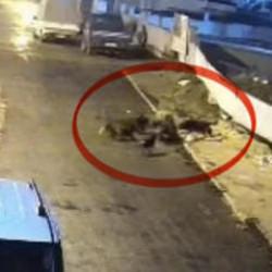 Sokak k&ouml;peklerinin dehşeti kamerada: Teravih d&ouml;n&uuml;ş&uuml; yaşlı kadına saldırdılar
