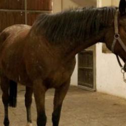 TMSF safkan İngiliz kısrağı ile tayını satışa &ccedil;ıkarıyor