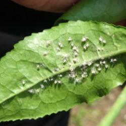 &Uuml;&ccedil;l&uuml; istilacı t&uuml;r, &ccedil;ift&ccedil;inin k&acirc;busu oldu! Doğu Karadeniz&rsquo;de yayılıyor 
