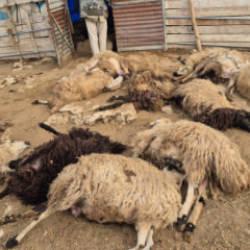 Tunceli'de kurt dehşeti! 64 koyun telef oldu