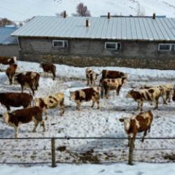 Plazalardan sıkıldı k&ouml;y&uuml;ne d&ouml;nd&uuml;: 40 hayvanla başladı servete b&ouml;yle ulaştı
