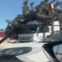 Adana'da r&uuml;zgar nedeniyle ağa&ccedil;lar devrildi