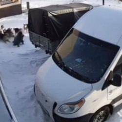 Buzda kayıp d&uuml;şt&uuml;, k&ouml;peklerin hedefi oldu: Kamyonun altına girerek kurtuldu