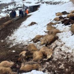 80 koyunu bir anda telef olan besiciden kahreden s&ouml;zler: "Yiyen d&uuml;şt&uuml;..."