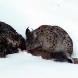 Erzincan'da vaşak avını par&ccedil;alarken kameraya yansıdı