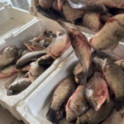 İstilacı İsrail sazanları balık&ccedil;ılara gelir kaynağı oldu