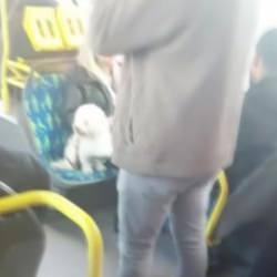 Metrob&uuml;ste k&ouml;pek koltukta oturdu, sosyal medyada tartışma başladı