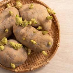Patates neden &ccedil;abuk filizlenir? Doğru saklama y&ouml;ntemleri