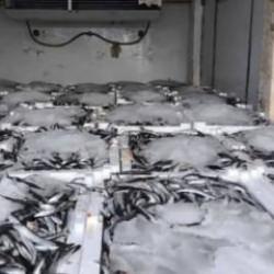 Yakaladığı 290 kasa balığın sevinci kursağında kaldı 