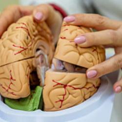 Yaşlanmanızı 5 yıl geciktiriyor! Bunama riskini %40'a kadar azaltıyor