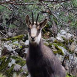 Sadece G&uuml;m&uuml;şhane'de g&ouml;r&uuml;l&uuml;yor! Bakanlığın paylaştığı video tekrar tekrar oynatıldı 