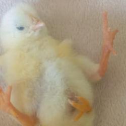 Diyarbakır'da d&ouml;rt ayaklı civcivi g&ouml;ren şaşıp kaldı 