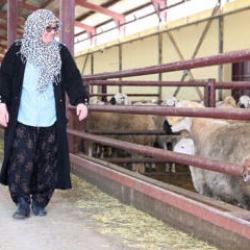 Aldığı devlet desteğiyle 103 koyunu 800 başa &ccedil;ıkarttı 