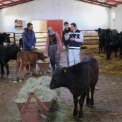 Devlet desteğiyle besiciliğe başlamıştı! 5 ayda hayvan sayısını ikiye katladı