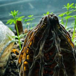 Fiyatı kırmızı eti fersah fersah solladı! Rakamı duyan şoke oldu