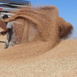 Hububat &uuml;retiminde bu yıl y&uuml;ksek verim bekleniyor