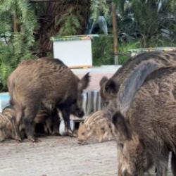 İzmir'de domuz alarmı: G&uuml;nd&uuml;z vakti sokaklarda yiyecek aradılar