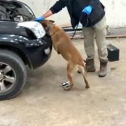 Kapıkule&rsquo;de otomobilde 8 kilo 60 gram kokain ele ge&ccedil;irildi