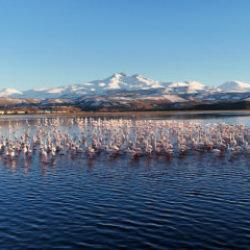 Kayseri&rsquo;de flamingolar Erciyes Dağı manzarasıyla mest etti