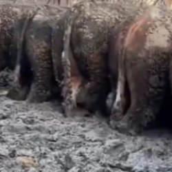 Konya'da sosyal medyada g&uuml;ndem olan g&ouml;r&uuml;nt&uuml;! İnceleme başlatıldı