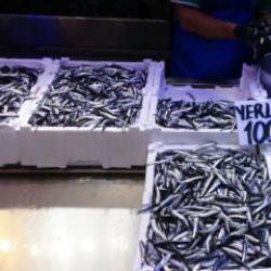 T&uuml;rkiye'den 2.7 milyar dolarlık hamsi ihracatı! En &ccedil;oğunu savaştaki &uuml;lke aldı