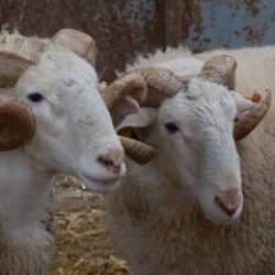 T&uuml;rkiye'nin en değerli ko&ccedil;ları rekor fiyatlara satılıyor