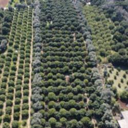 Y&uuml;zde 70'ini kadınlar &uuml;retiyor: T&uuml;rkiye'nin limon deposunda son hasat Fiyatı beşe katlandı