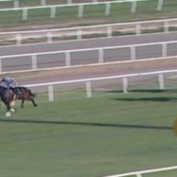 Sakatlanan yarış atıyla ilgili skandalda yeni gelişme! 132 bin TL ceza kesildi