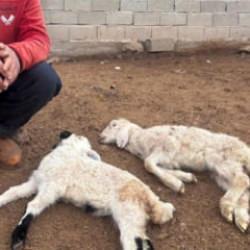 Erzincan'da sır hastalık! Besiciler &ccedil;aresiz kaldı: İl genelinde kuzu &ouml;l&uuml;mleri yaşanıyor 