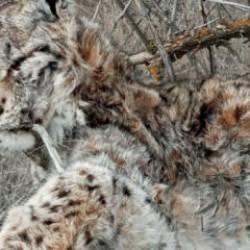 Canlı olarak g&ouml;rmek bile imkansızdı! 'Hayalet Avcı' &ouml;l&uuml; olarak bulundu