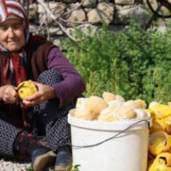 Dalında 20, kuruyunca 65 TL'den satılıyor