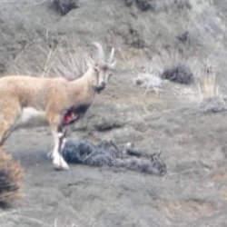 Erzurum'da yaralı halde g&ouml;r&uuml;nt&uuml;lendi! Cezayı duyan ke&ccedil;ileri ka&ccedil;ırdı