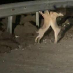 Vatandaş &ouml;yle bir g&ouml;r&uuml;nt&uuml; kaydetti ki! İzleyen tekrar tekrar oynattı