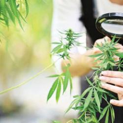 Kenevir &uuml;retiminde yeni d&ouml;nem: Kota ve denetim esaslı model devreye girdi